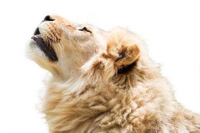 What does it mean to lead with grace?