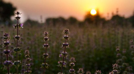 What is Tulsi? Holy Basil Benefits and History