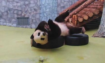 Giant panda Ding Ding can't get enough of playing with car tyres