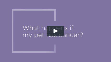 What happens if my pet has cancer?