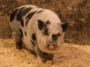 A solution for food waste in schools: Give it to the pigs