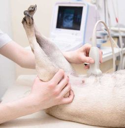 Dog Ultrasound Services: Understanding the Importance of the Ultrasound