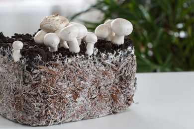 Mushrooms To the Rescue! — Spring Design Partners