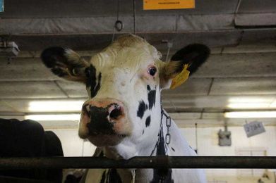 Most U.S. Dairy Cows Are Descended From Just 2 Bulls. That's Not Good