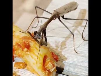 WATCH: Praying Mantis Eats Pasta