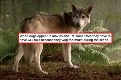 17 Cute, Uplifting, And Happy Facts About Animals