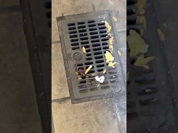 Move Over Pizza Rat! Make Room for Cigarette Cockroach!