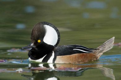 Hunting: The logic behind duck names is anything but logical