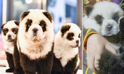 Pet cafe dyes dogs black and white to make them look like pandas