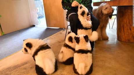 Chinese cafe transforms dogs into pandas. What could go wrong?