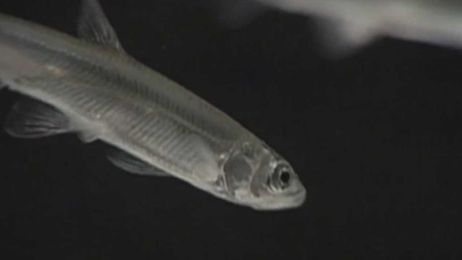 New biological opinions to deliver more Delta water to farms