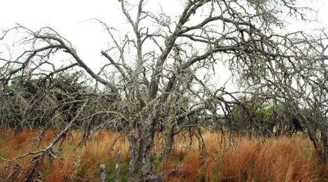 Texans can take steps to prevent spread of oak wilt