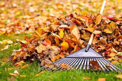 Why You Really Should Get Those Leaves Off Your Lawn