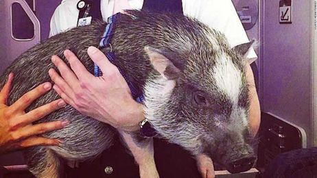 Should emotional support animals be allowed on board airplanes?