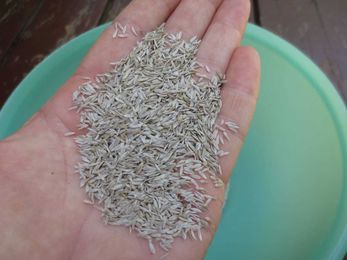 Rediscovering the Lost Art of Saving Seeds