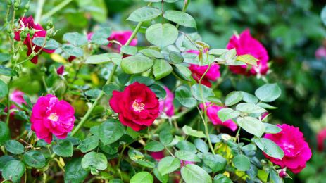 Want to become a master gardener? Classes start soon