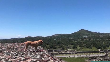 Three Good Dogs I Met