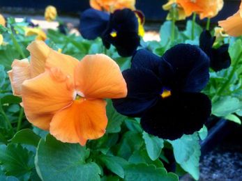 Flowers that snap and make faces