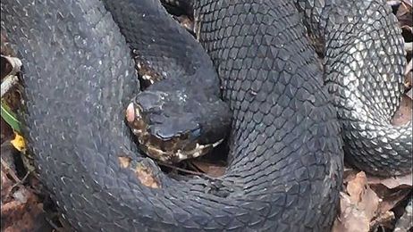 A two-headed snake or something else? Man finds strange-looking cottonmouth
