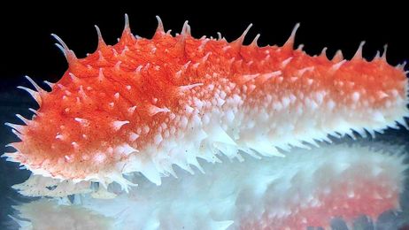 How Norwegian sea cucumber can conquer the world 