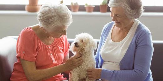 Pet Therapy and Elder Care: A Winning Combination