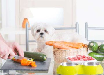 5 Common Mistakes When Feeding Raw Food Diets to Pets
