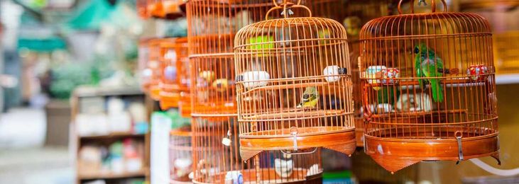 What's In Your Bird Box?
