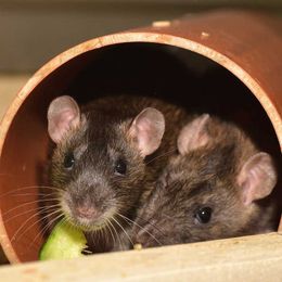 16 Common Pet Rat Behaviors