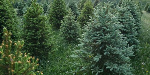 All the Different Types of Christmas Trees to Get for the Holidays 