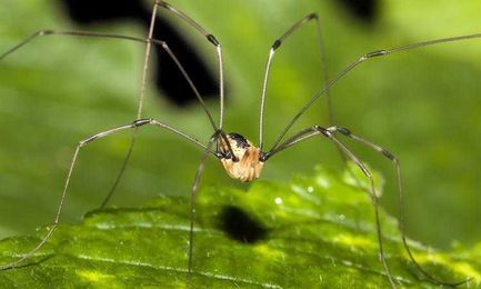 Most of What You Know About Daddy Longlegs Is Wrong
