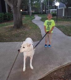 Paws for Thought: Pets can get diabetes, too