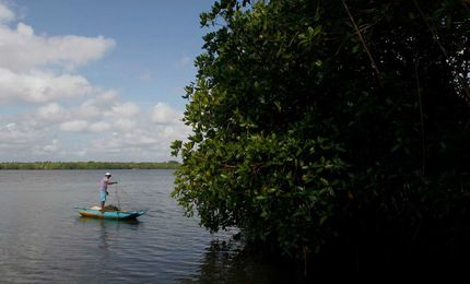 Mangroves, hardy shore-bound plants vital to many coastlines, are under threat