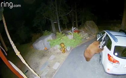 Curious Bear Opens Minivan Door and Climbs Right In