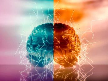 Brain rewires itself if half is removed, scientists discover