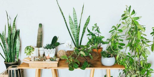 14 Small Indoor House Plants That Even the Worst Among Us Can’t Kill