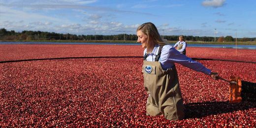 How Ocean Spray cranberries go from the bog to your Thanksgiving table