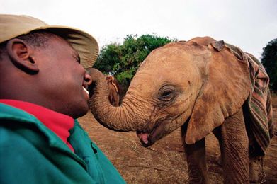 Yes, Animals Think And Feel. Here's How We Know.