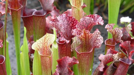 Up your plant game by adding carnivorous plants to your home