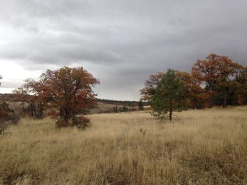 Eco-friendly cemeteries? More people preferring ‘green’ over standard burials.