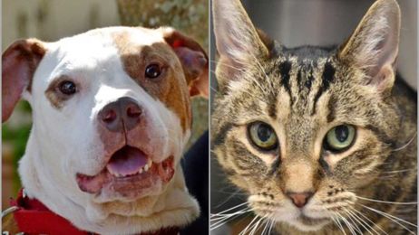 New law may give tax credit to those who adopt pets