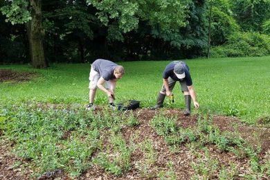 Rain Gardens Can Help Slow the Flow