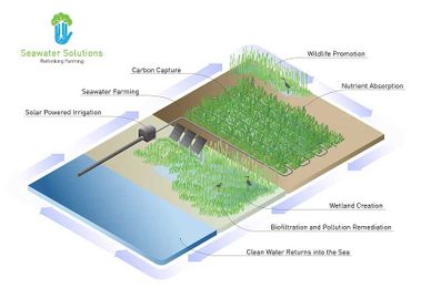 Startup helps Scottish farmers grow gourmet plants with sea water 