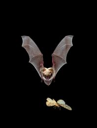 Bats may benefit from wildfire, UC Davis study finds