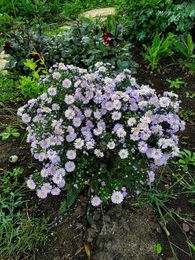 GARDEN MAIDEN: Consider your soil pH when planting