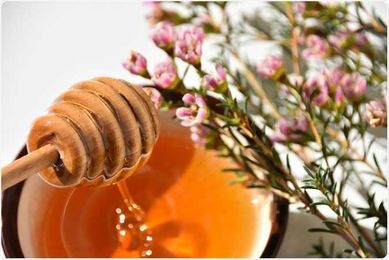 Manuka honey fights infection in surgical dressings