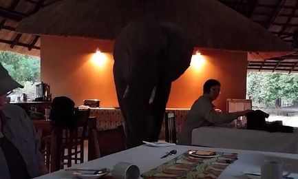 A jumbo-sized table for three, please!