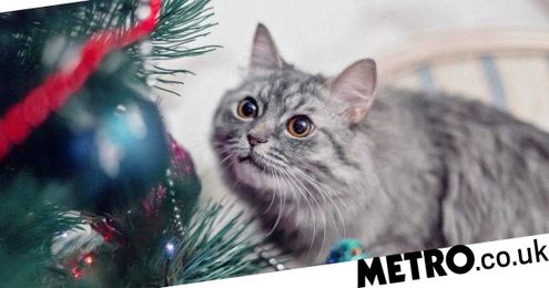 How to make your Christmas tree cat safe