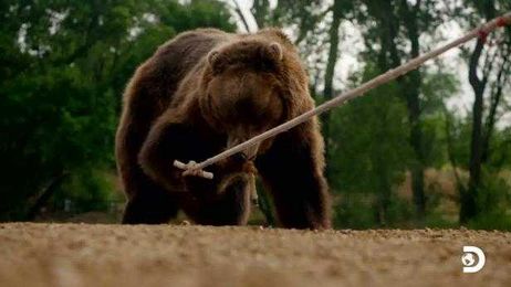 A Look Inside the Challenges of Man Vs. Bear