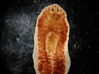 Memories Can Be Injected and Survive Amputation and Metamorphosis