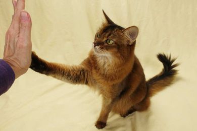3 Easy Tricks to Teach Your Cat